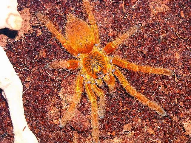 16998 usambara baboon tarantula overview