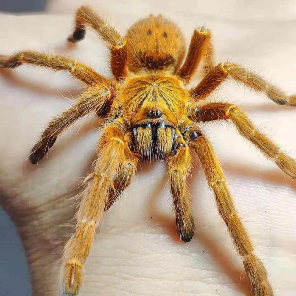 16998 usambara baboon tarantula size