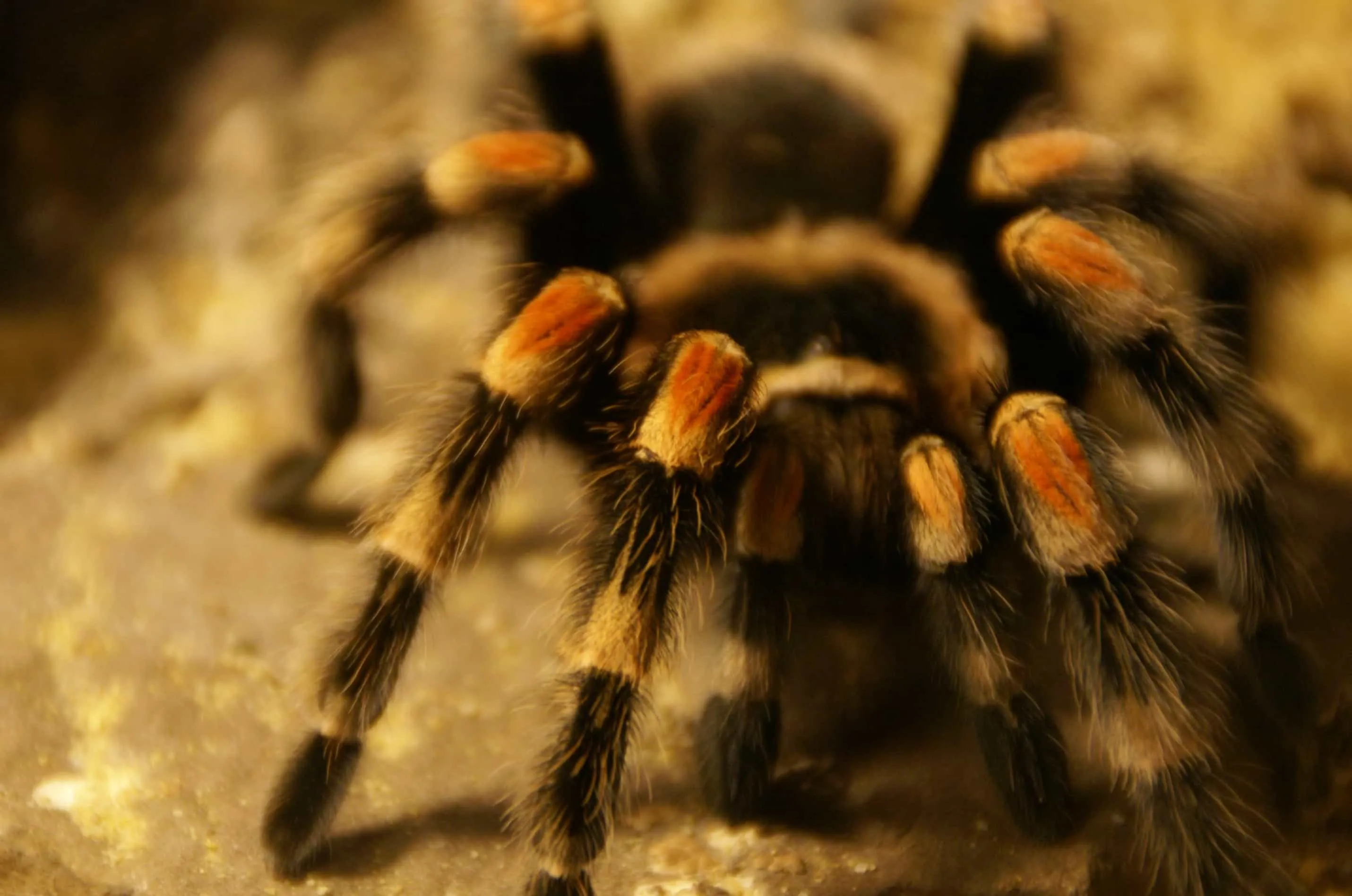 17000 baby mexican red knee tarantula feeding