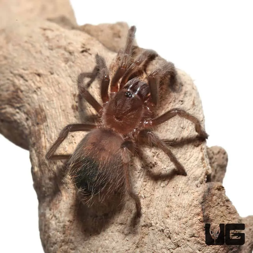 17000 baby mexican red knee tarantula handling