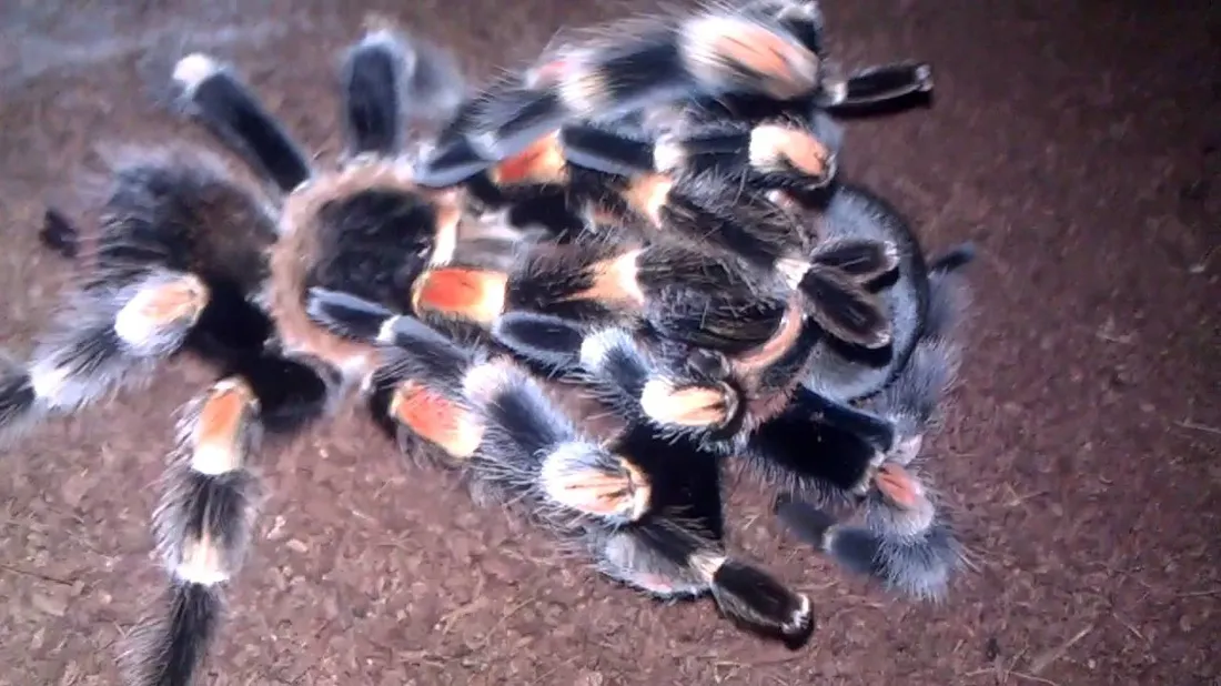17000 baby mexican red knee tarantula humidity