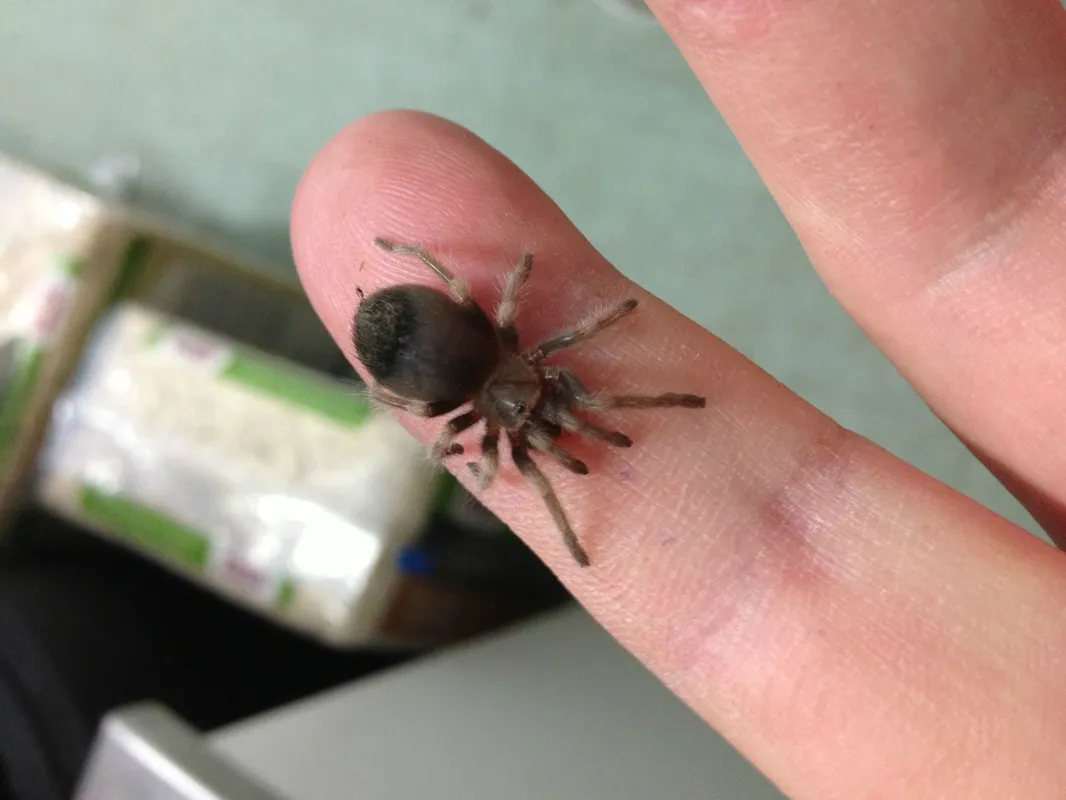 17000 baby mexican red knee tarantula substrate