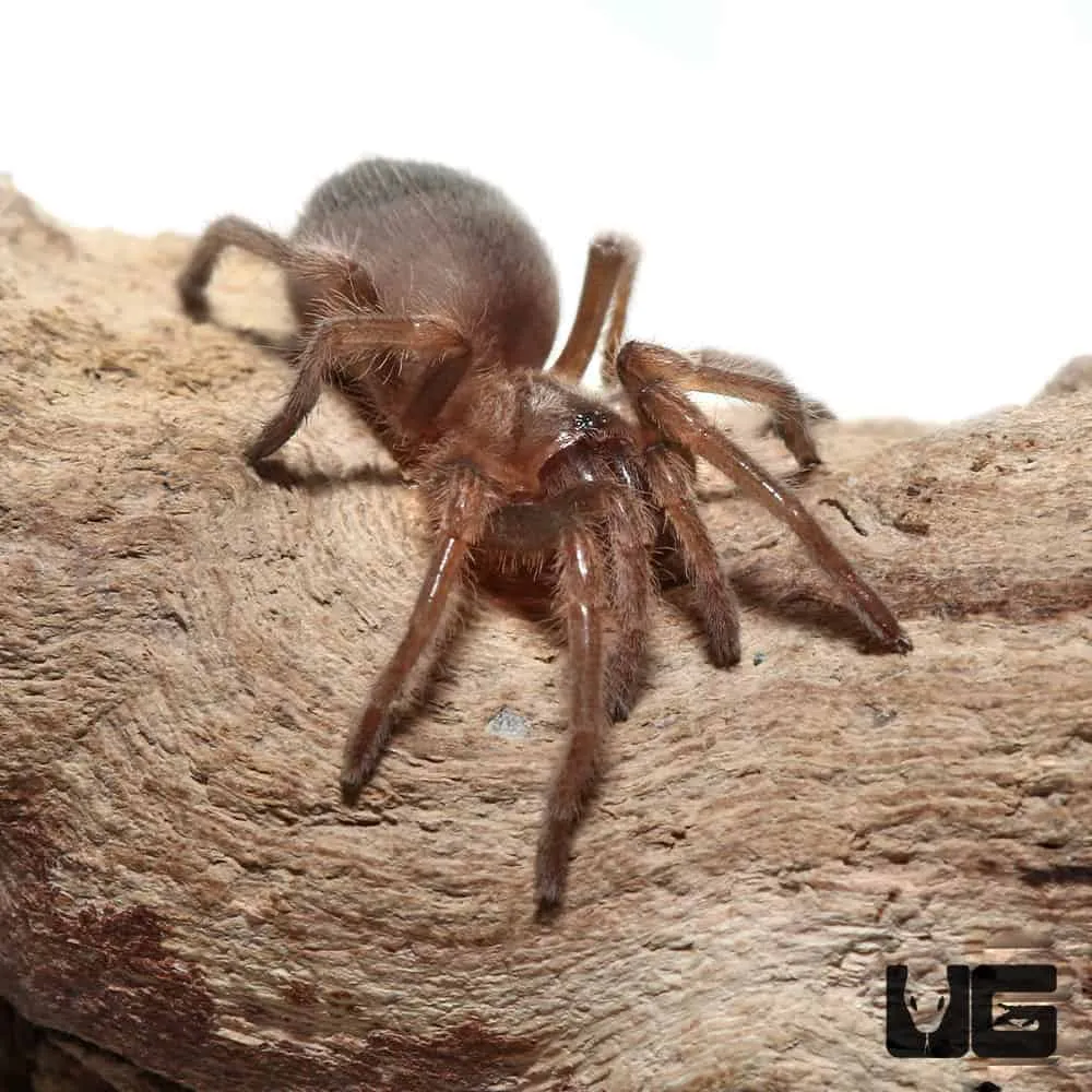 17000 baby mexican red knee tarantula water