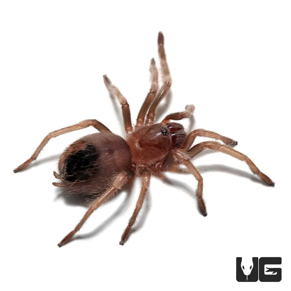 /img/17000-mexican-red-knee-tarantula-baby-healthy.webp