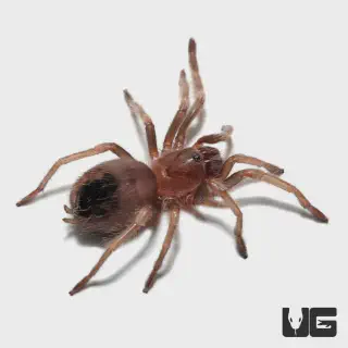 /img/17000-mexican-red-knee-tarantula-baby-healthy.webp