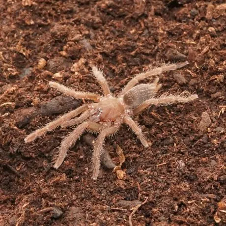 17001 cebu island tarantula health
