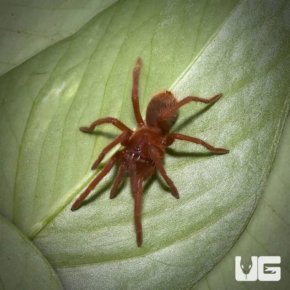 /img/17001-cebu-island-tarantula-substrate.webp