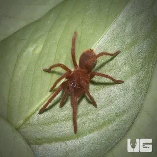 /img/17001-cebu-island-tarantula-substrate.webp
