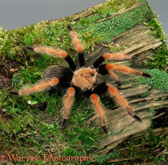 17002 fire leg tarantula feeding