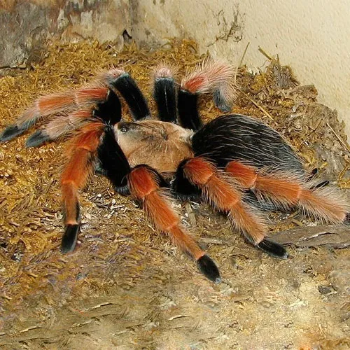 17002 fire leg tarantula habitat