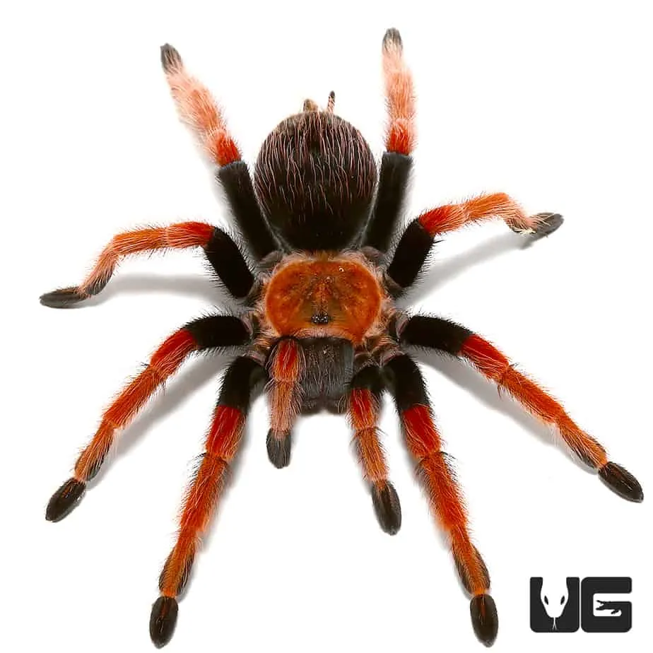 /img/17002-fire-leg-tarantula-handling.webp