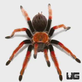 /img/17002-fire-leg-tarantula-handling.webp