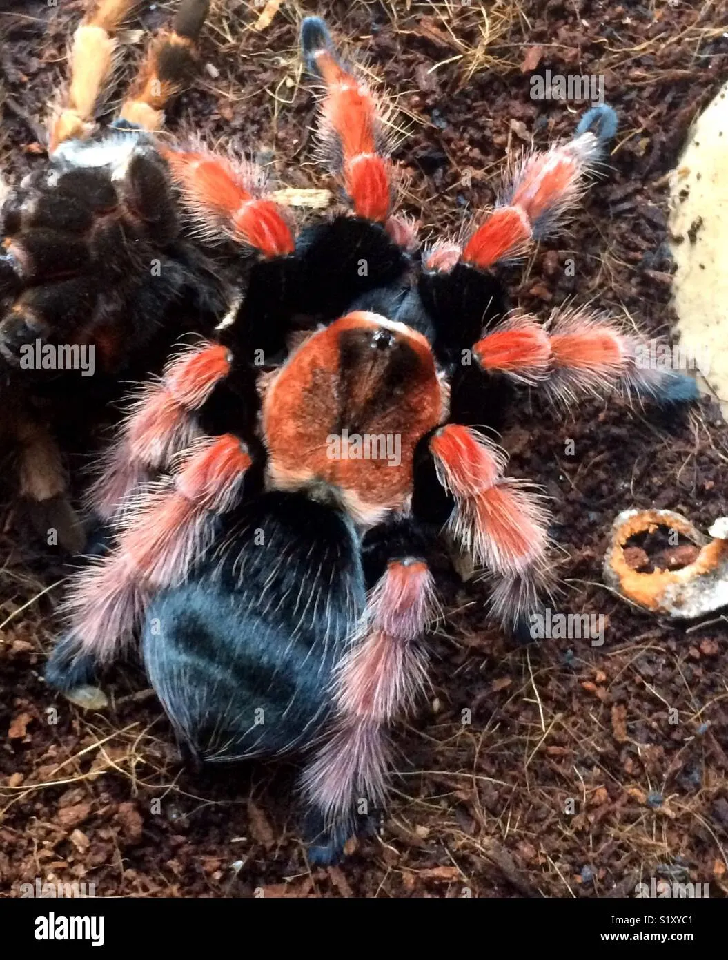 17002 fire leg tarantula health check