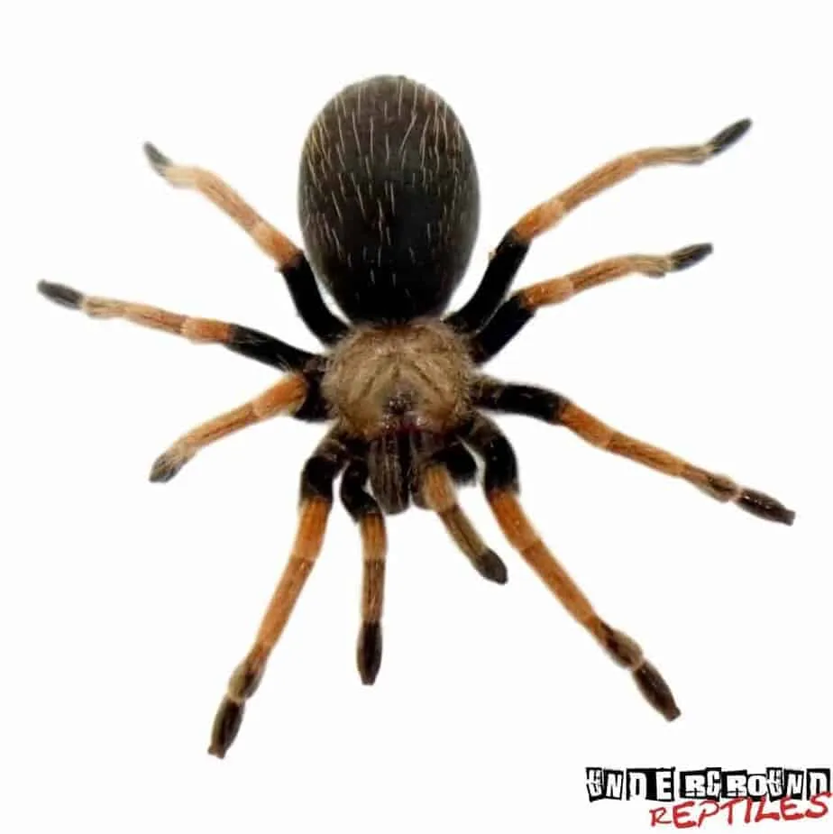 17002 fire leg tarantula price overview