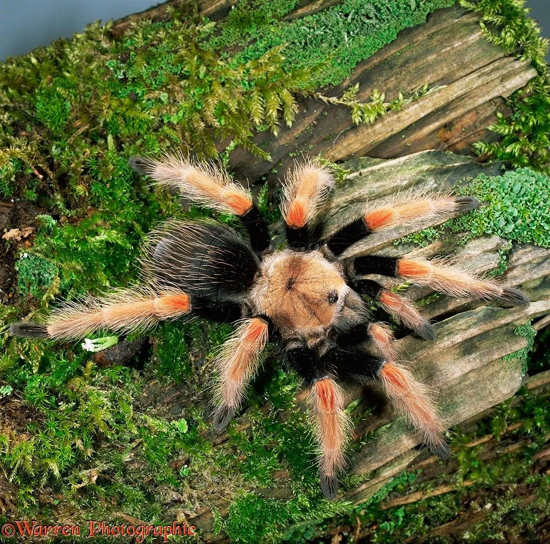 17002 fire leg tarantula retailer