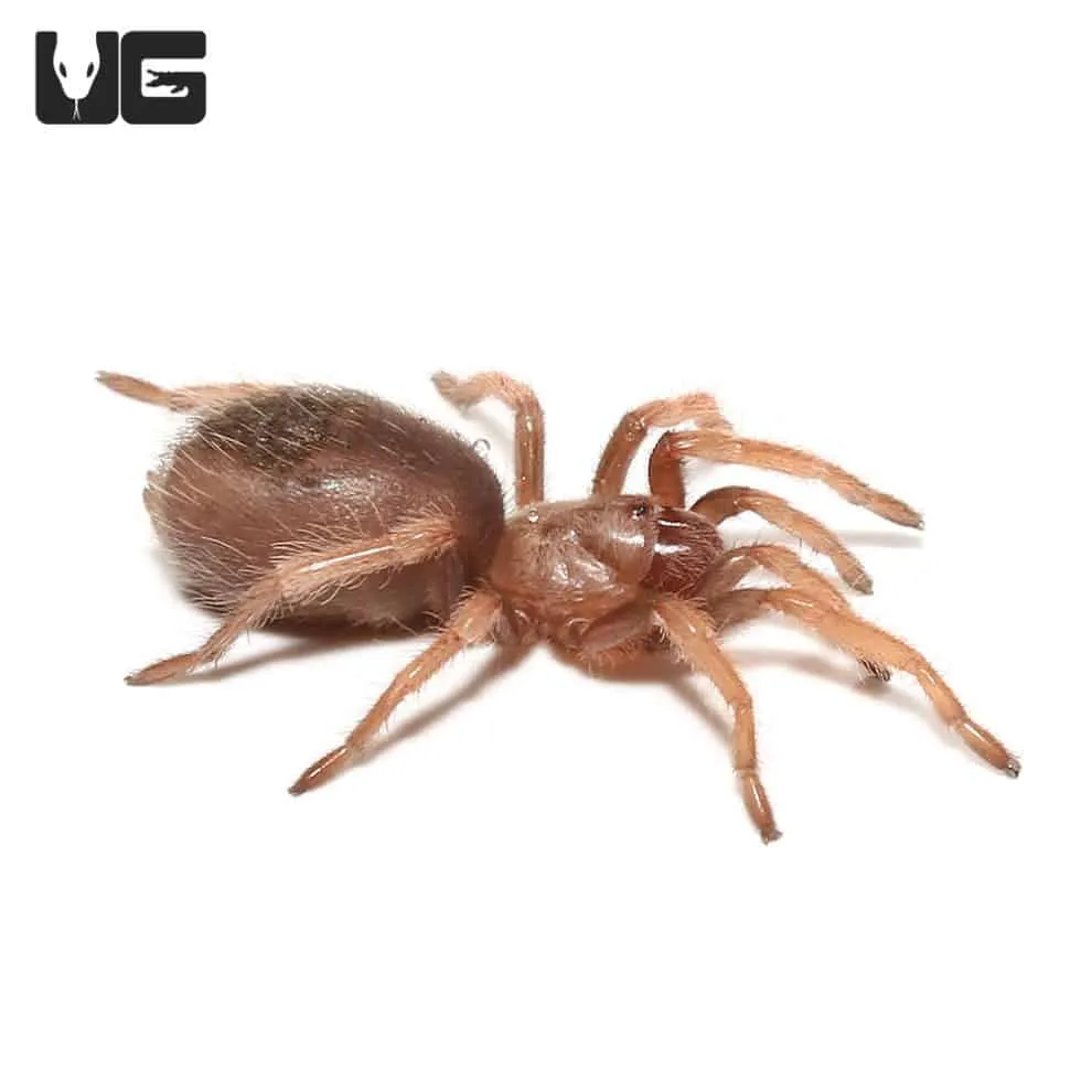 17002 young fire leg tarantula