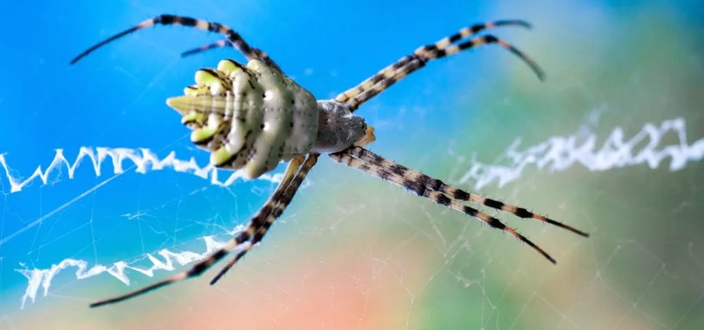 /img/17003-tarantula-buying-guide-sa.webp