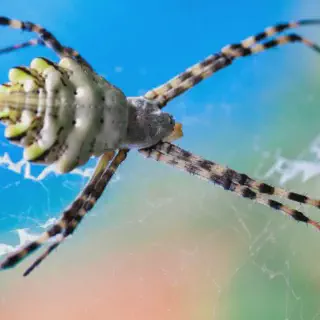 /img/17003-tarantula-buying-guide-sa.webp