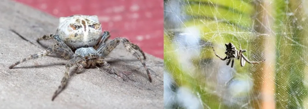 17003 tarantula feeding guide