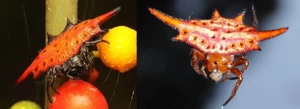 17003 tarantula handling tips