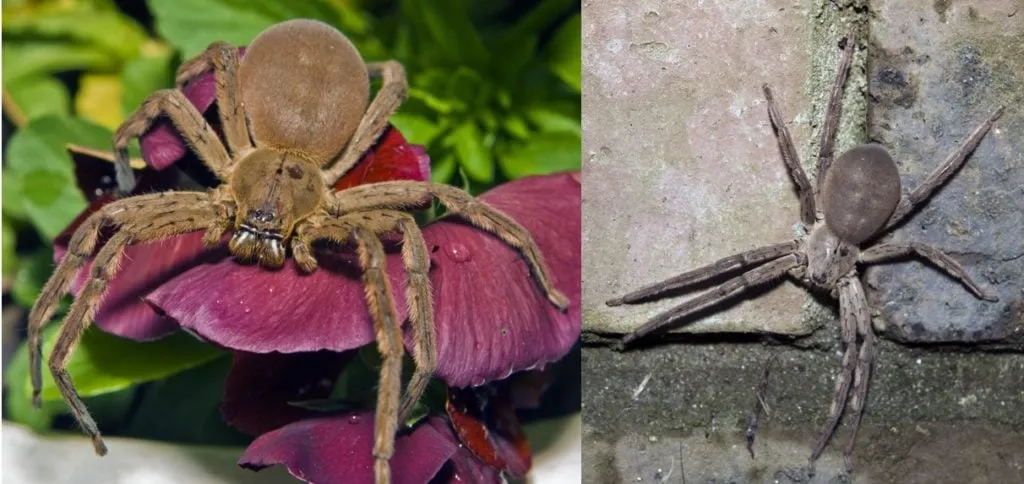 17003 tarantula health tips