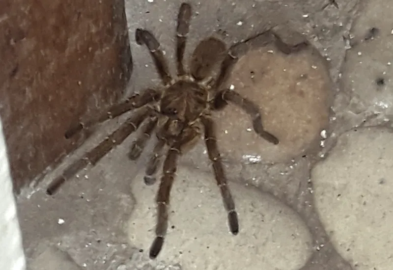 17003 tarantula south africa buying