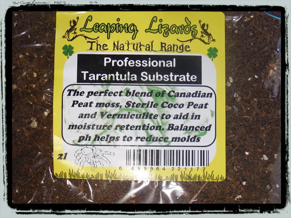 17004 tarantula digging burrow