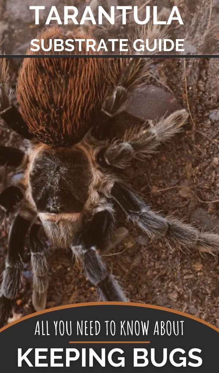 17004 tarantula substrate topsoil