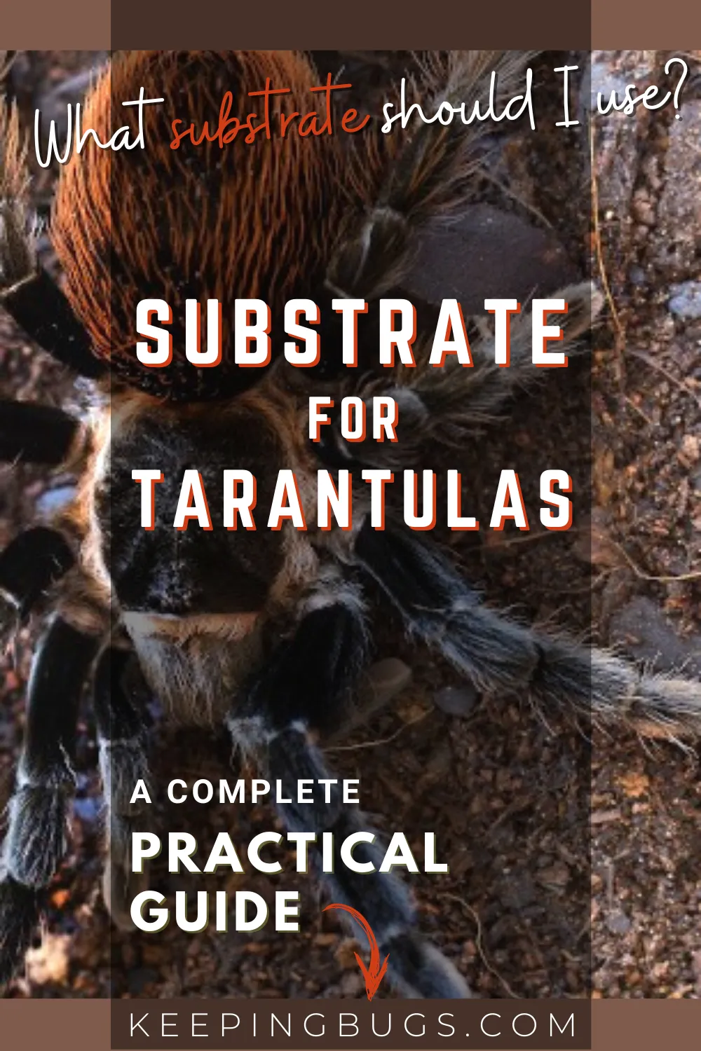 17004 tarantula substrate vermiculite