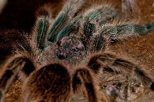 17006 healthy mexican rose tarantula