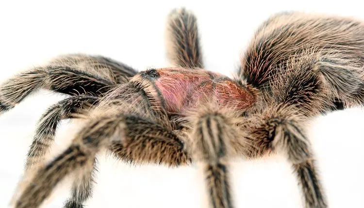 17006 mexican rose tarantula feeding