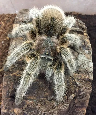 17006 mexican rose tarantula habitat