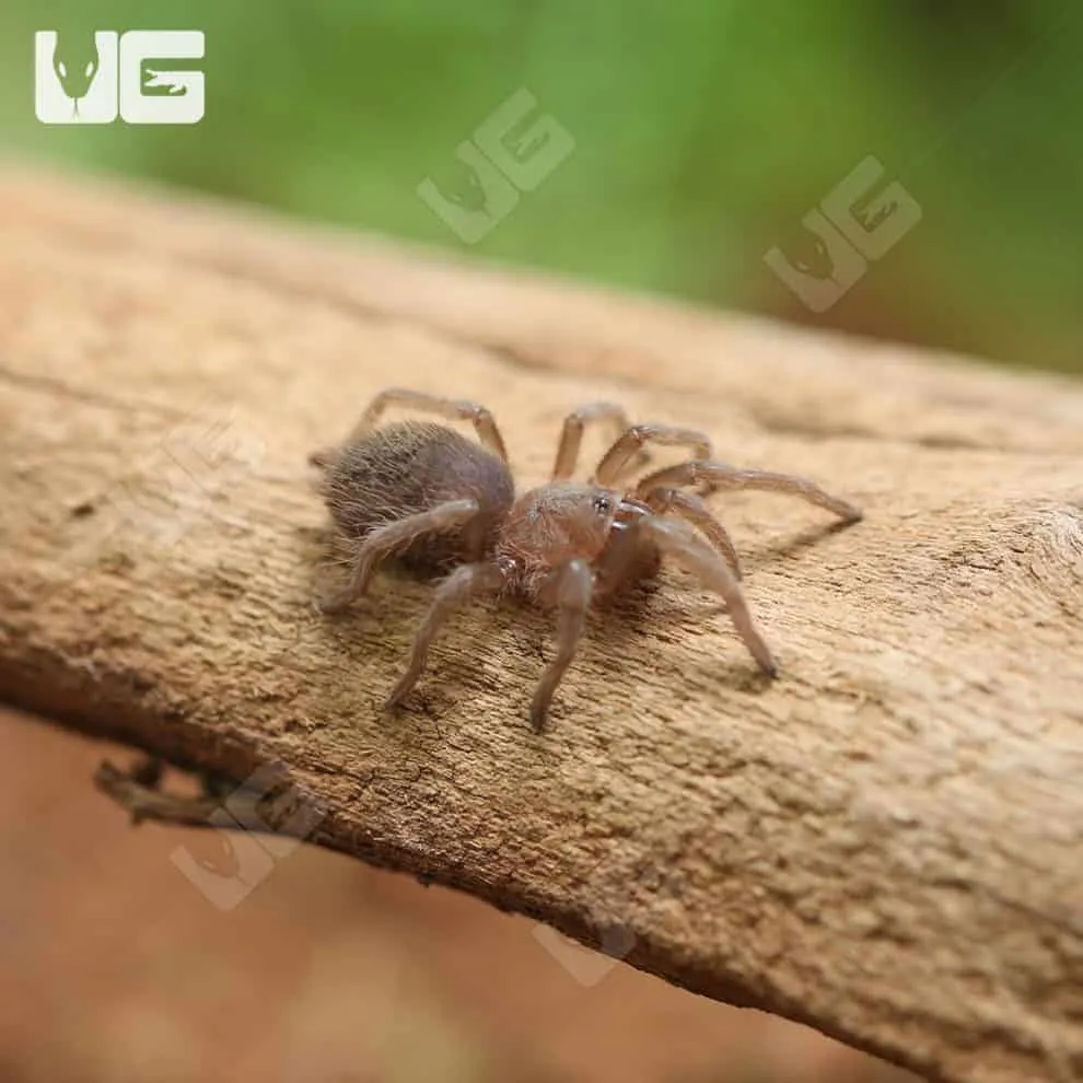 /img/17006-mexican-rose-tarantula-substrate.webp