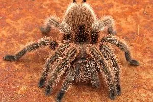 17006 mexican rose tarantula water