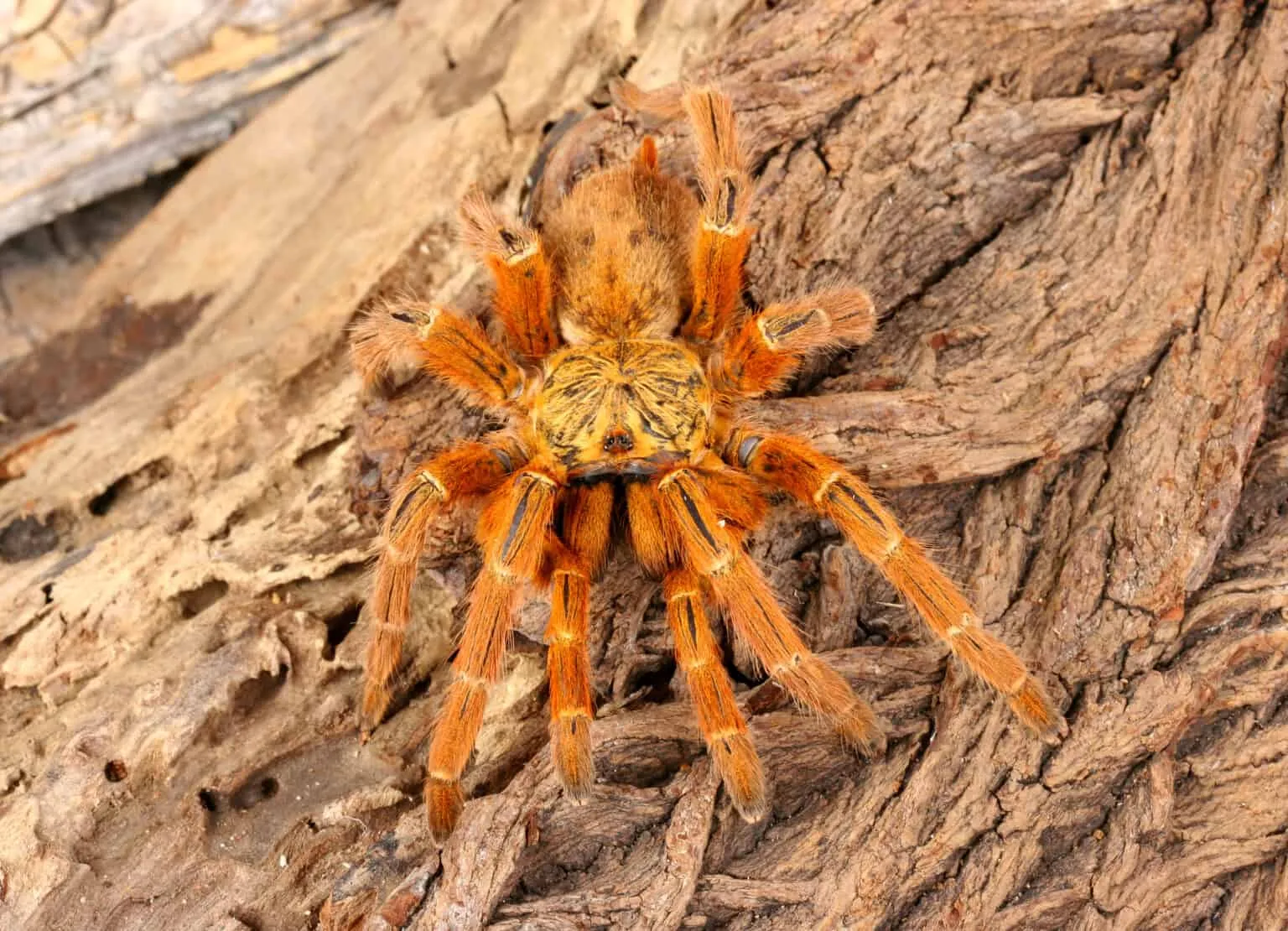 17007 african tarantula