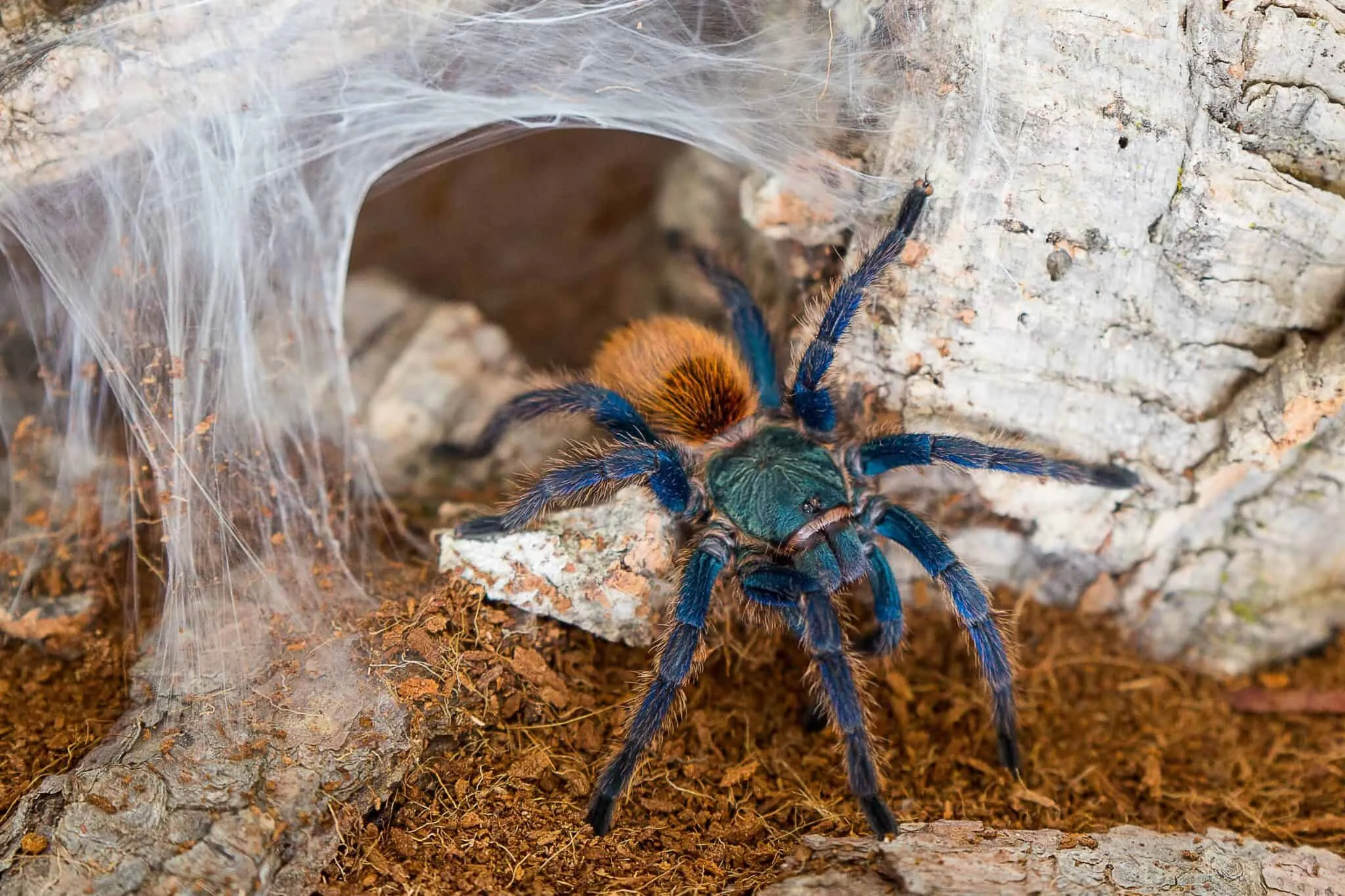 17007 asian tarantula