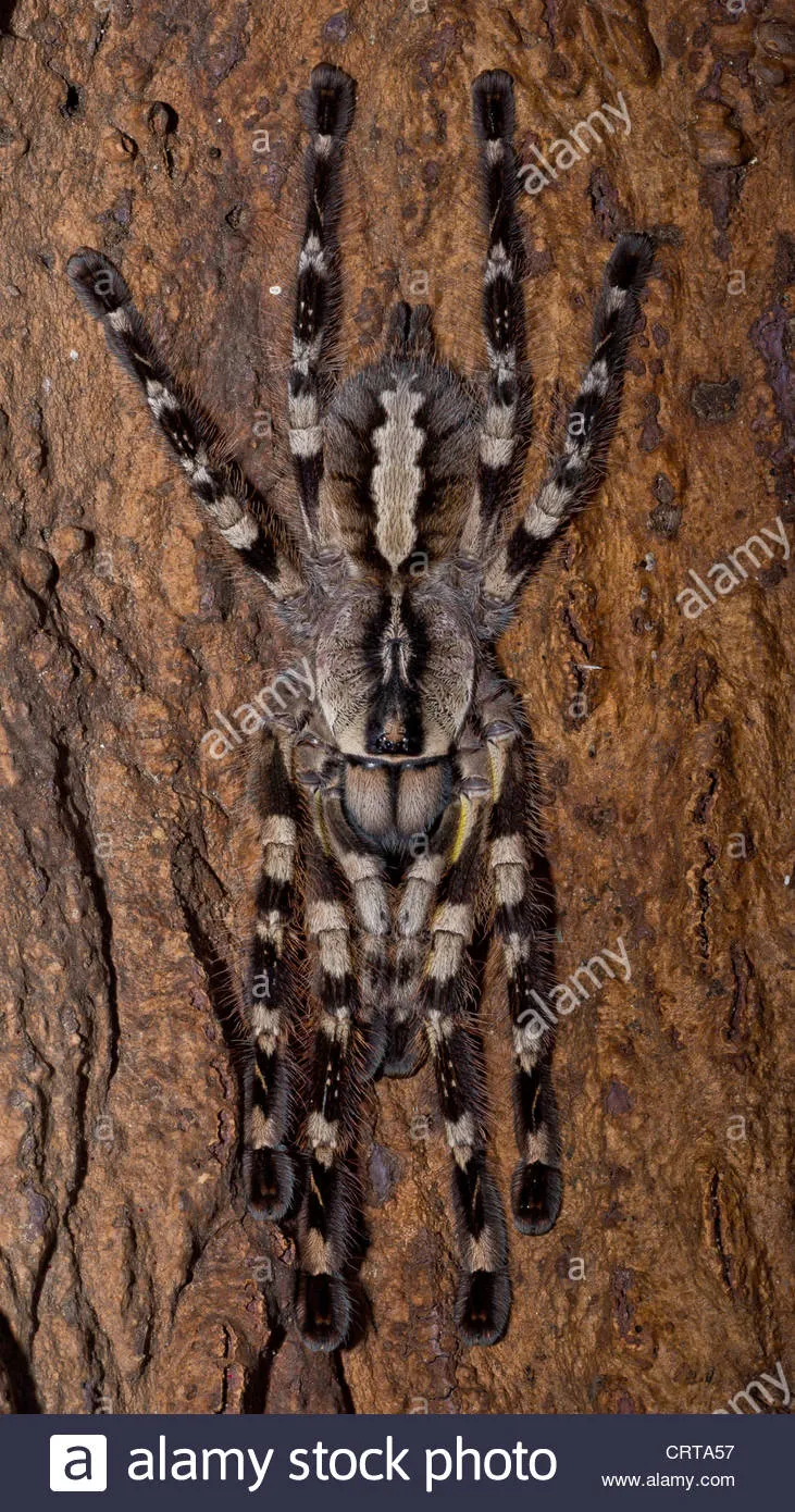 17007 south american tarantula