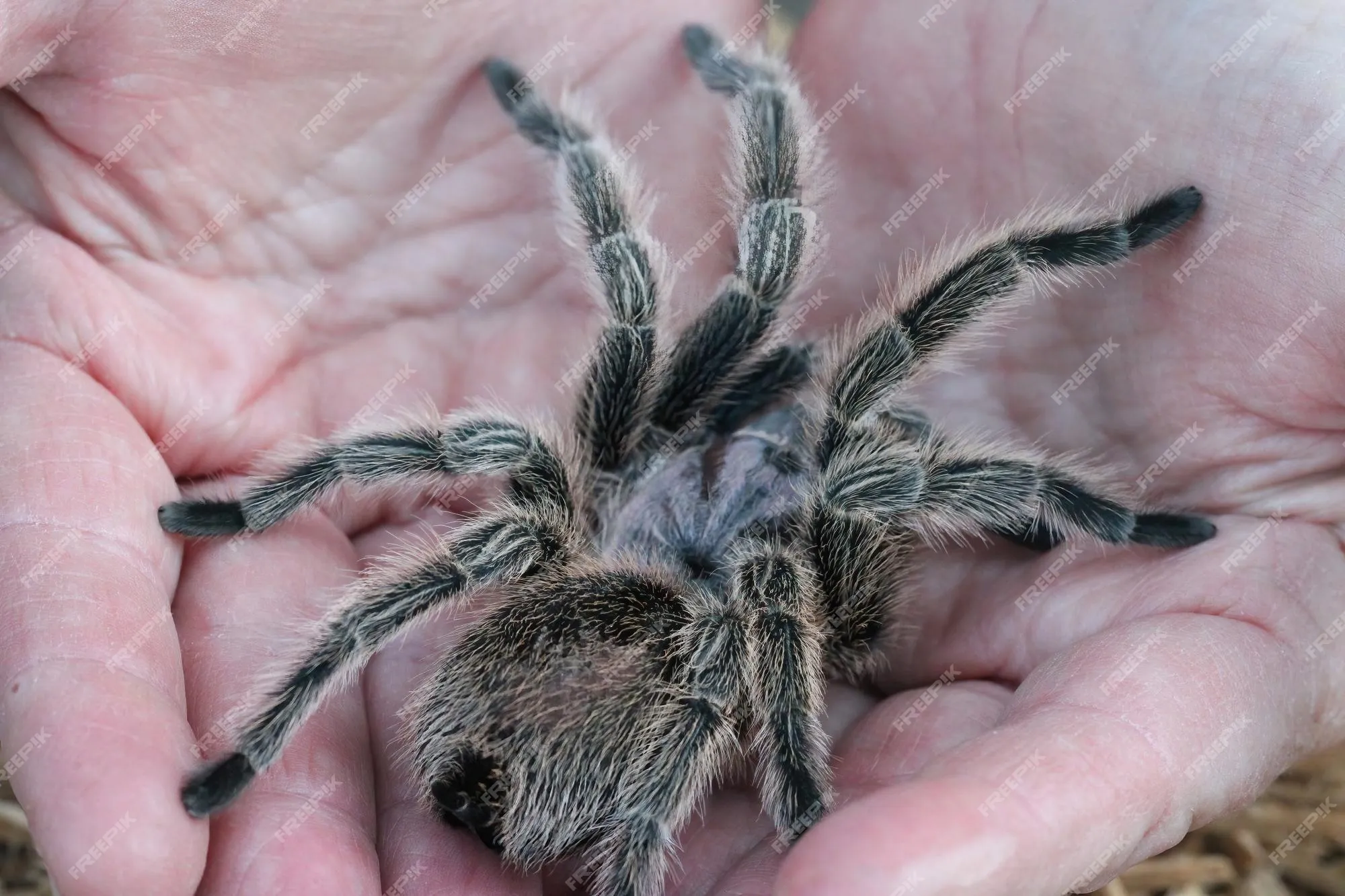 /img/17007-tarantula-conservation.webp