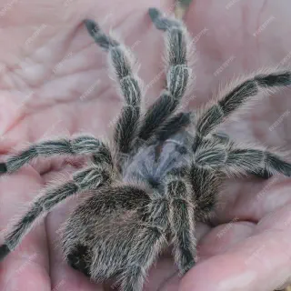 /img/17007-tarantula-conservation.webp