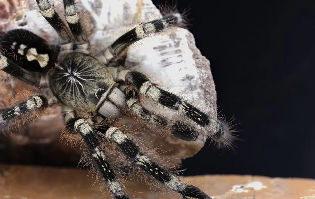 17007 tarantula habitat