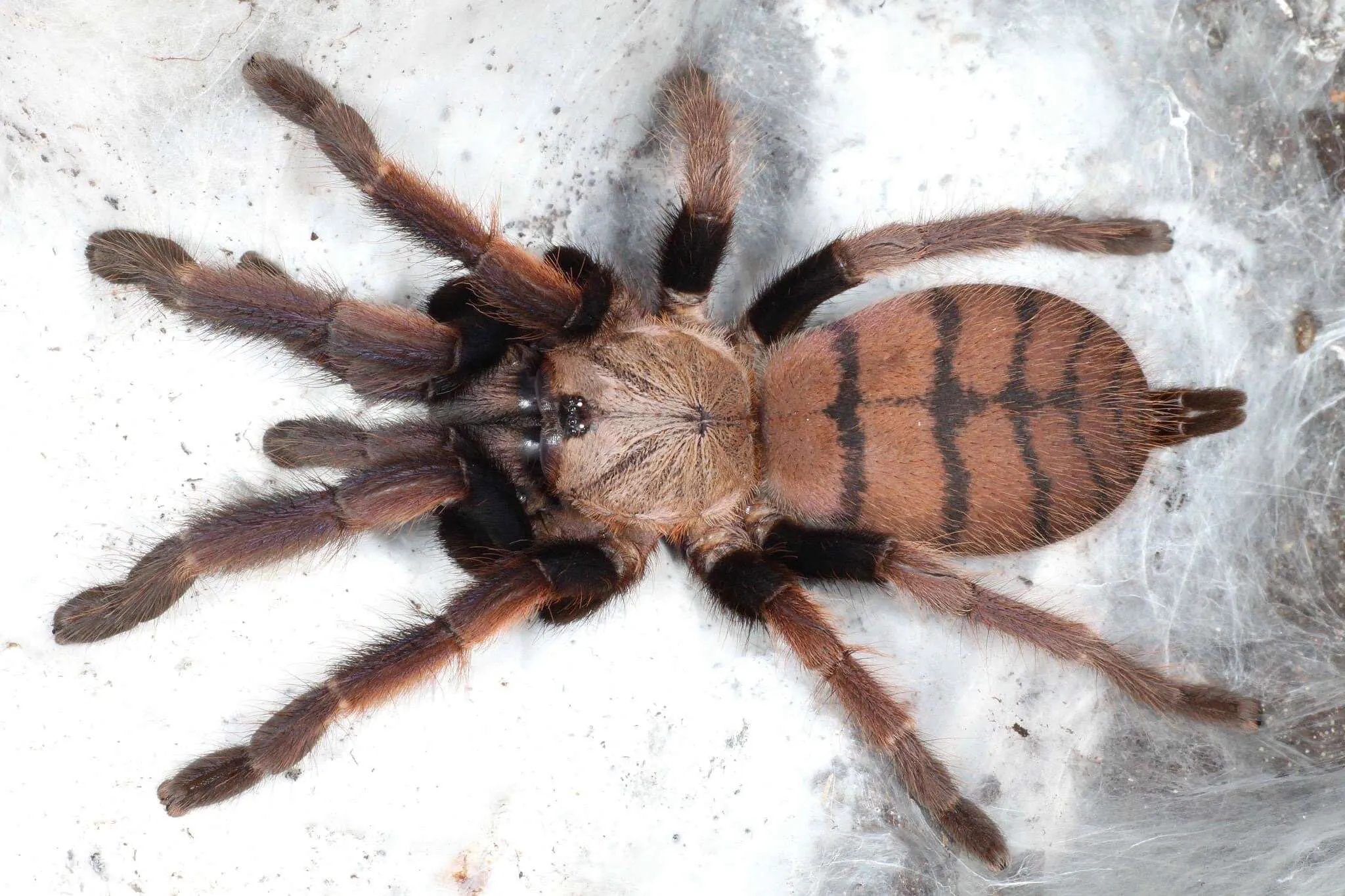 17007 tarantula native range