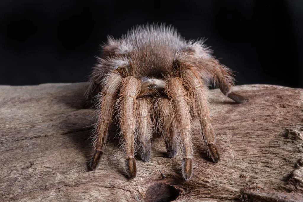 17008 tarantula handling