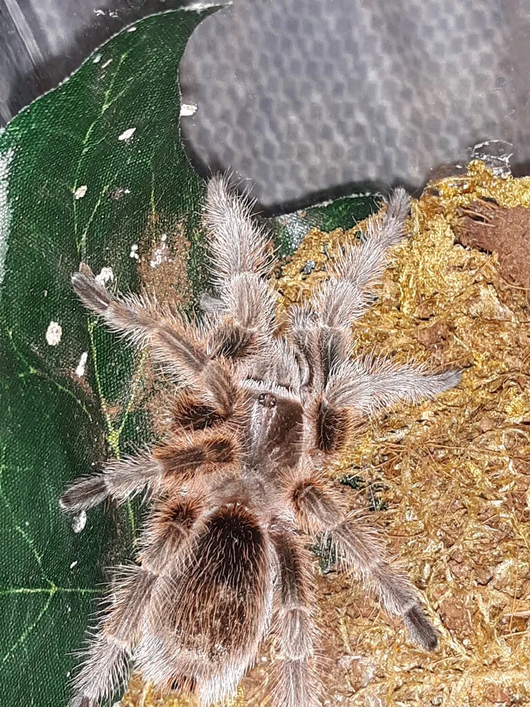17009 tarantula box contents