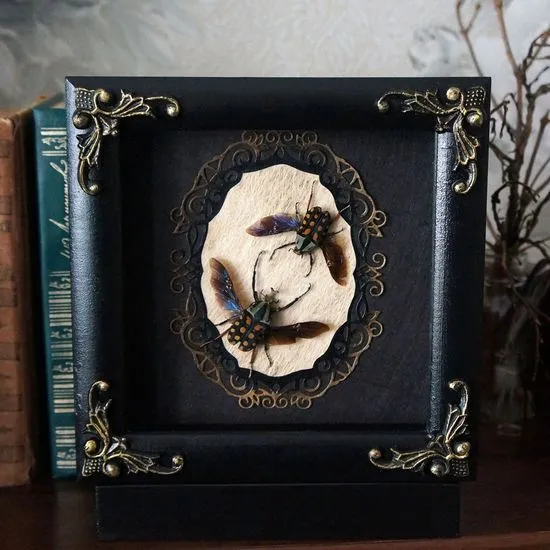17009 tarantula box discovery