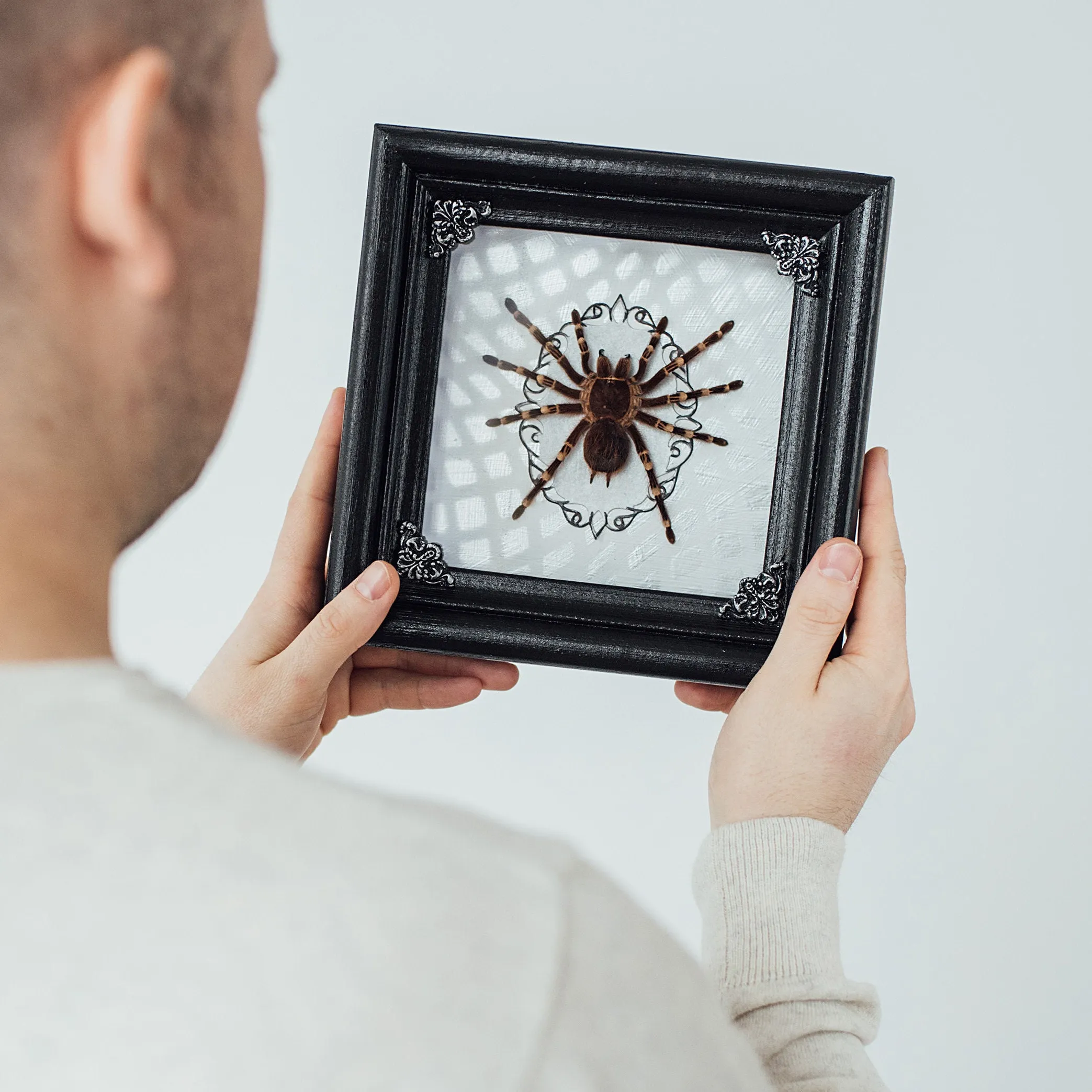 17009 tarantula box figures