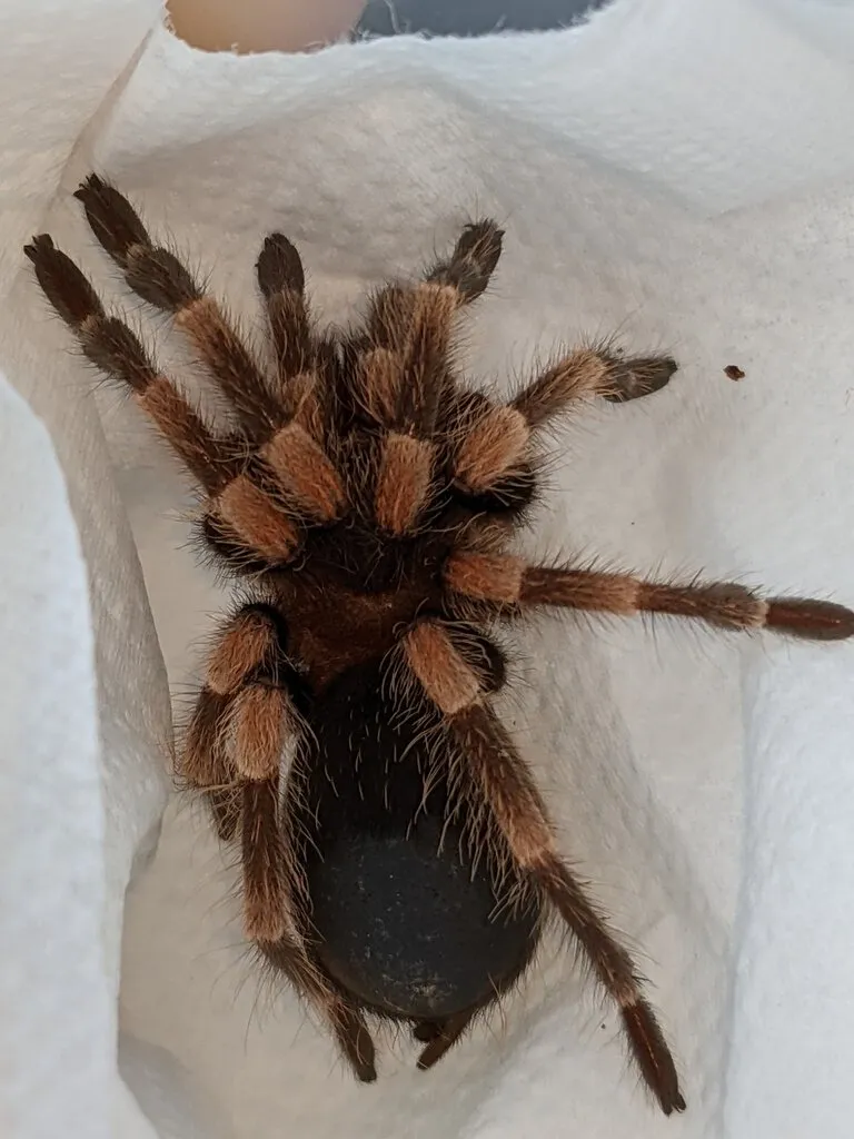 /img/17009-tarantula-box-legacy.webp