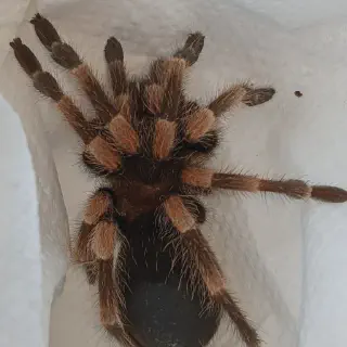 /img/17009-tarantula-box-legacy.webp
