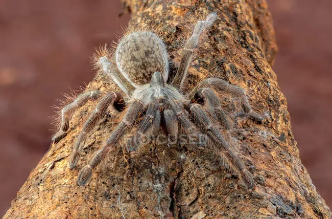 17010 rear horned baboon tarantula feeding