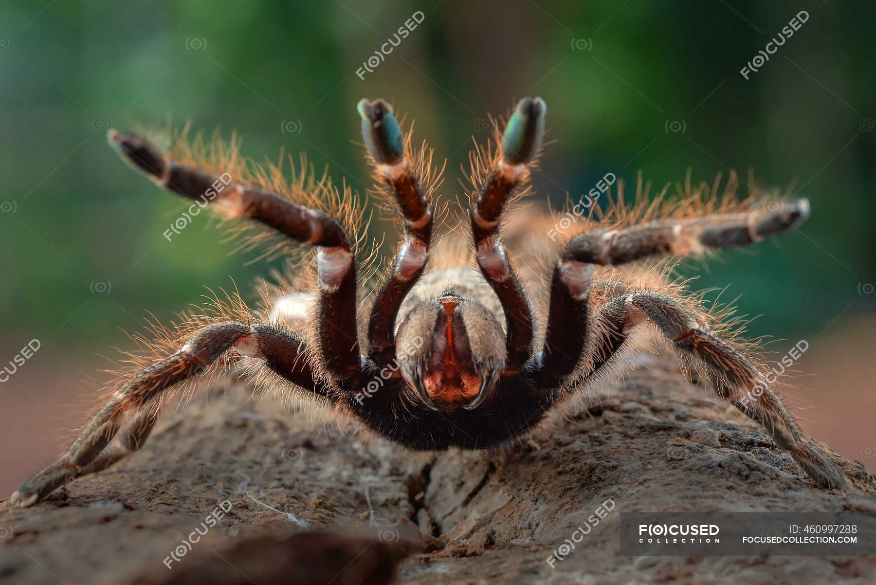 17010 rear horned baboon tarantula handling
