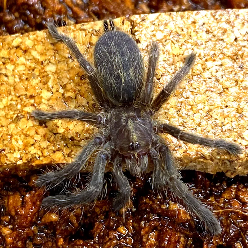 17010 rear horned baboon tarantula health